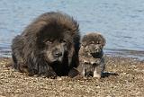 DOGUE DU TIBET 101